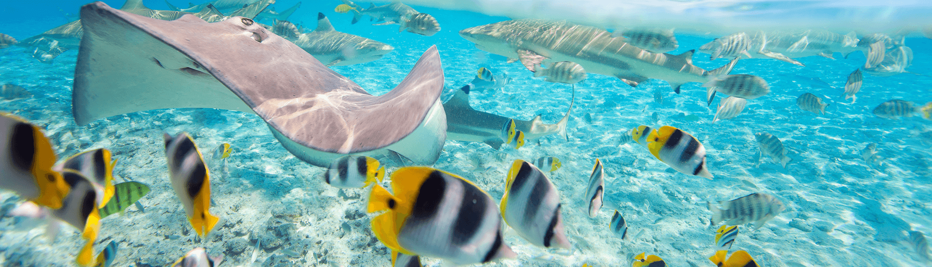With Fakarava’s memorable Tumakohua Pass where you can observe scores of gray reef sharks or Rangiroa’s Tiputa Pass where you’ll be surrounded by dolphins, manta rays and huge swarms of sharks, the Tuamotus packs in the excitement.